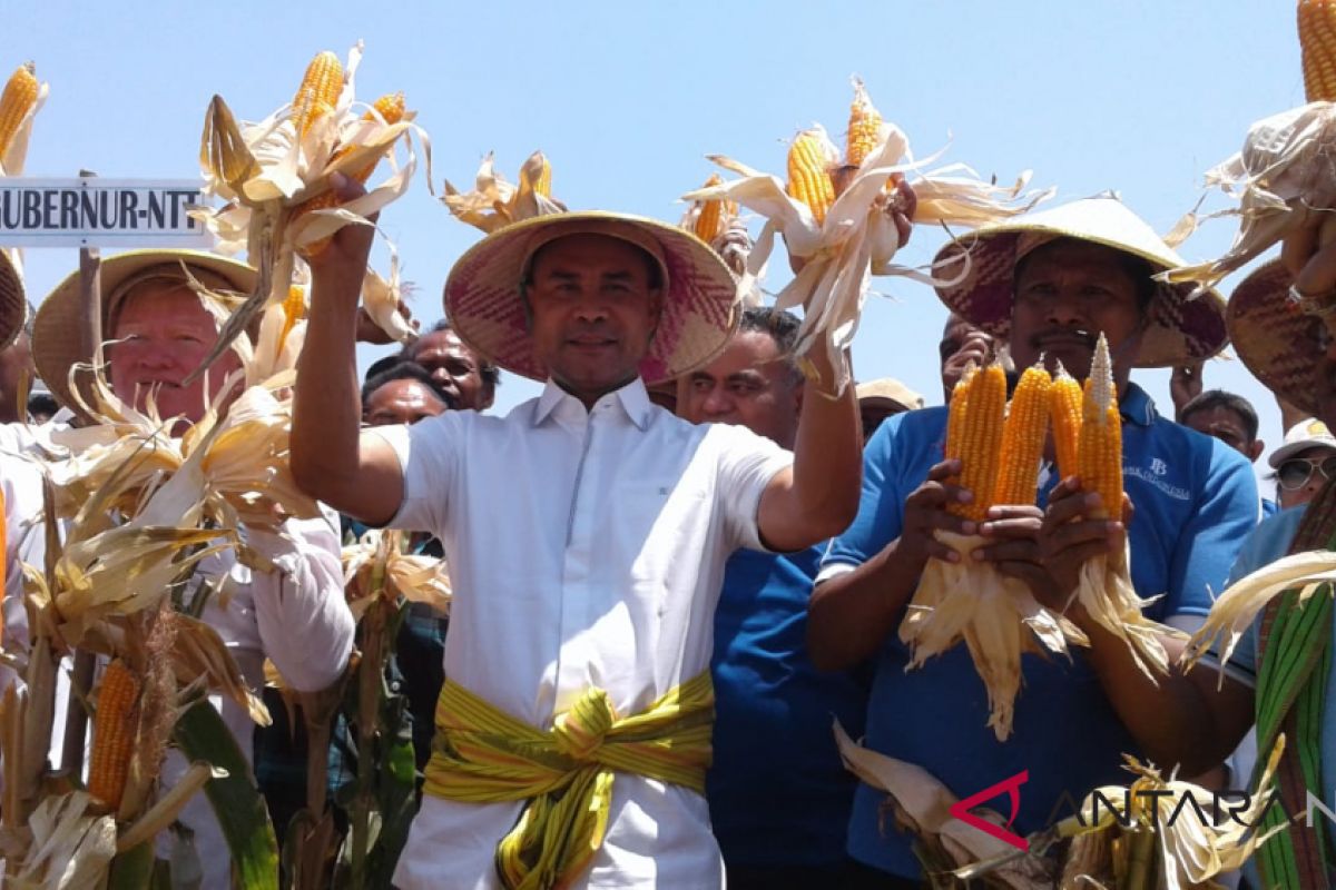 Gubernur dorong petani NTT tanam jagung hibrida Nasa-29