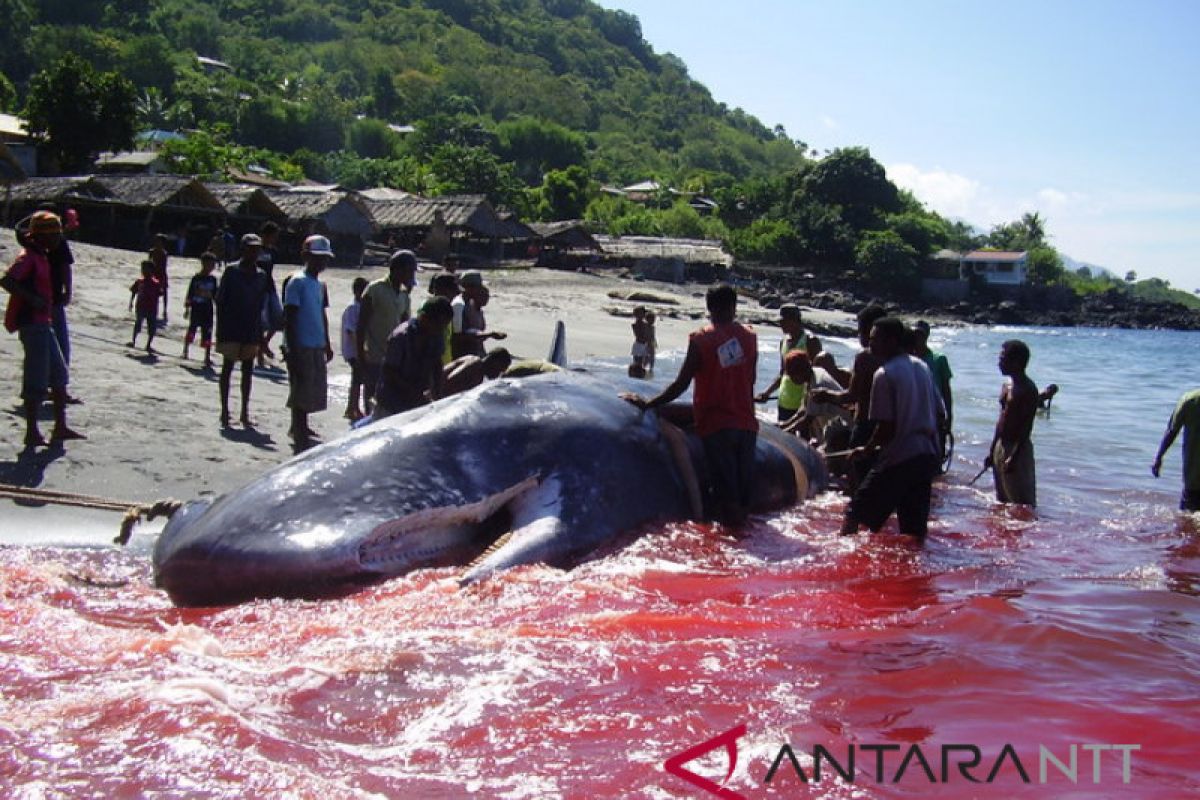 Wabup Lembata apresiasi Pemprov NTT bangun wisata Lembata