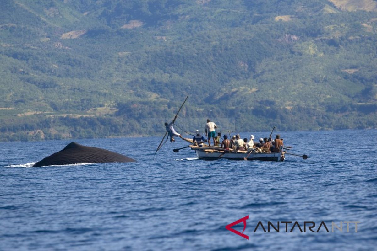 BUMDes kelola usaha wisata penangkapan ikan paus