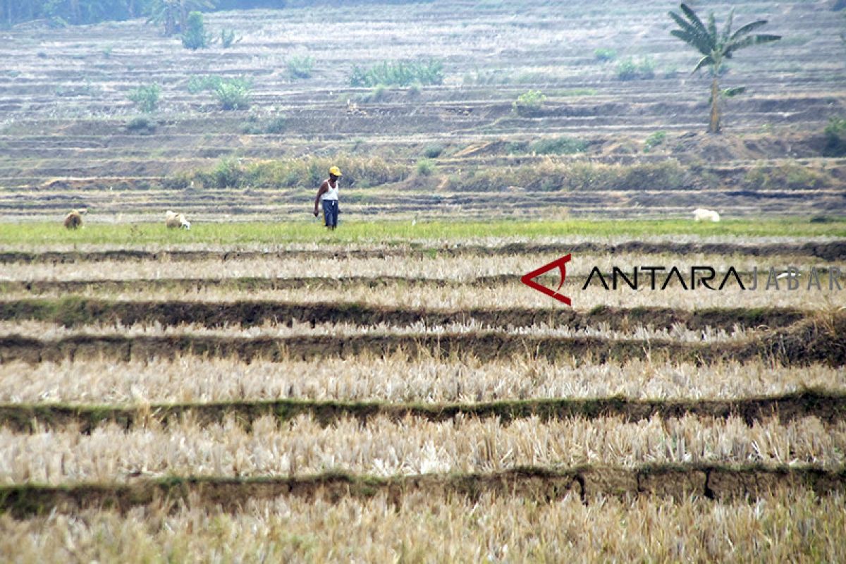 Sawah di Bandung Barat kekeringan