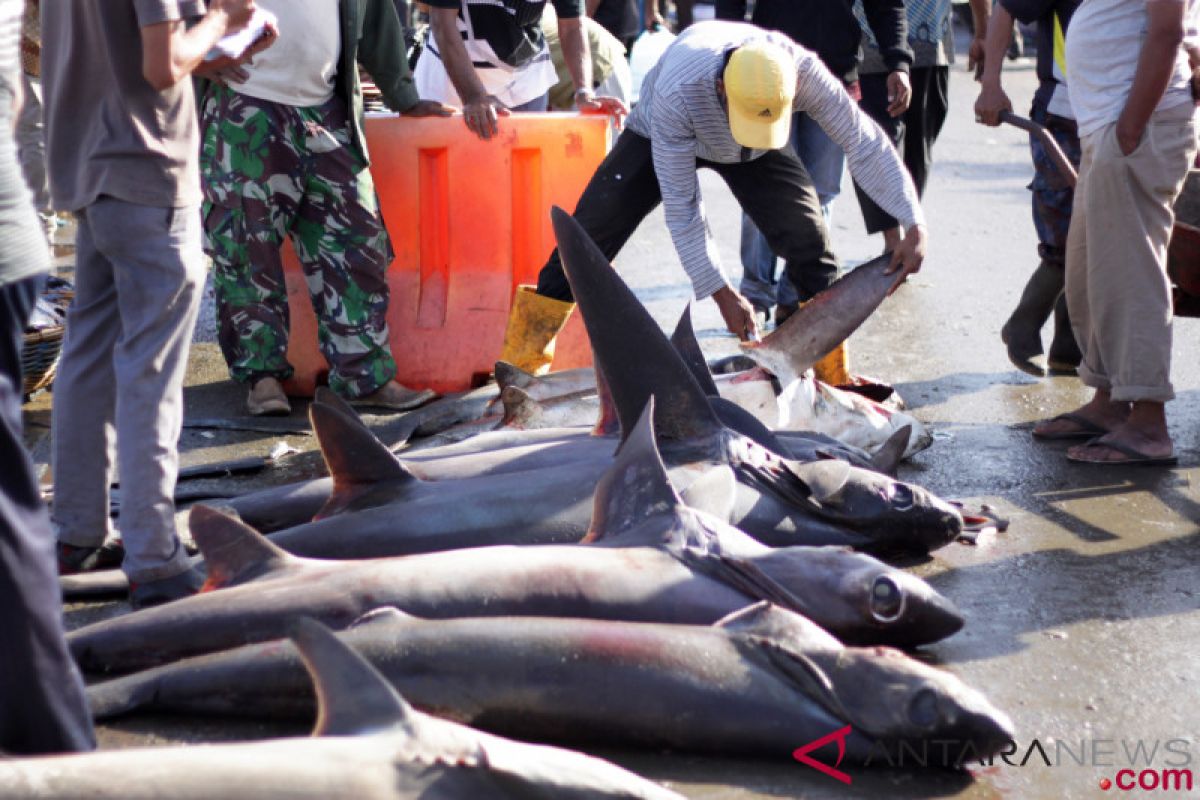 Hiu dilindungi masih ada di antara tangkapan nelayan Aceh