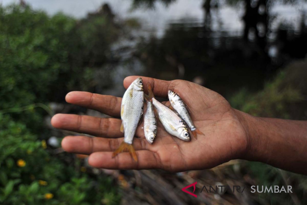 Menurut pengamat ini penyebab ikan bilih hilang