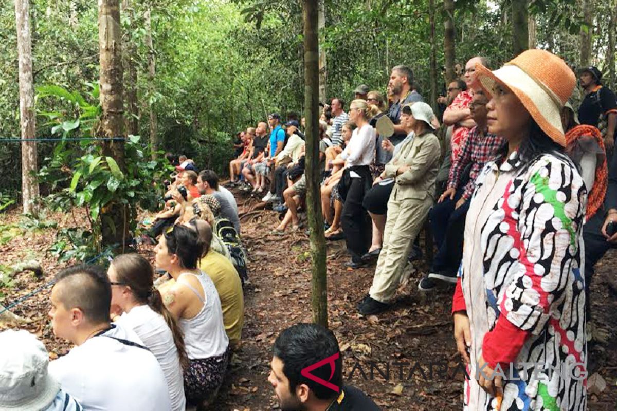 Ratusan Yachter dari 41 Negara terkesima lihat orangutandi Kobar