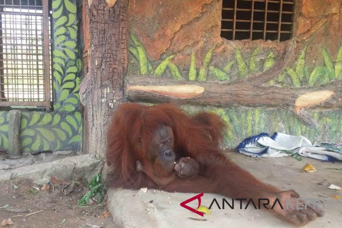 Orangutan Kalimantan melahirkan bayi jantan di Bintan