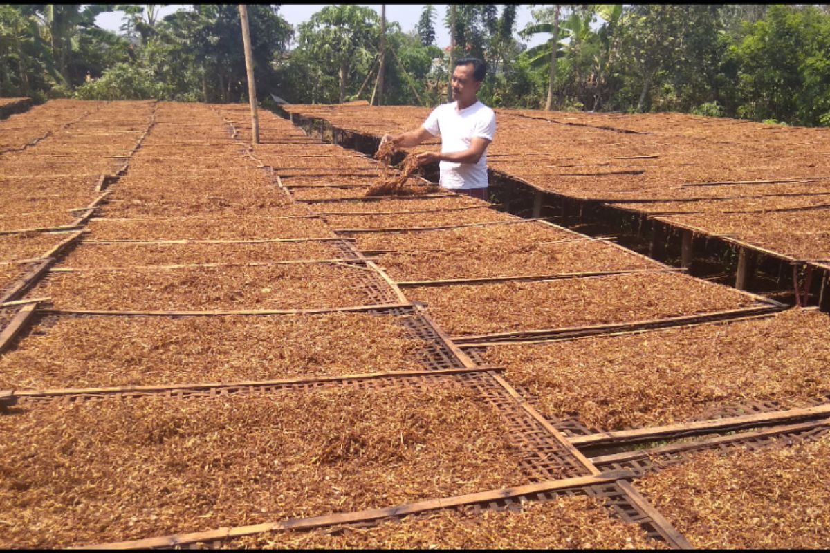 Petani Keluhkan Penurunan Harga Tembakau