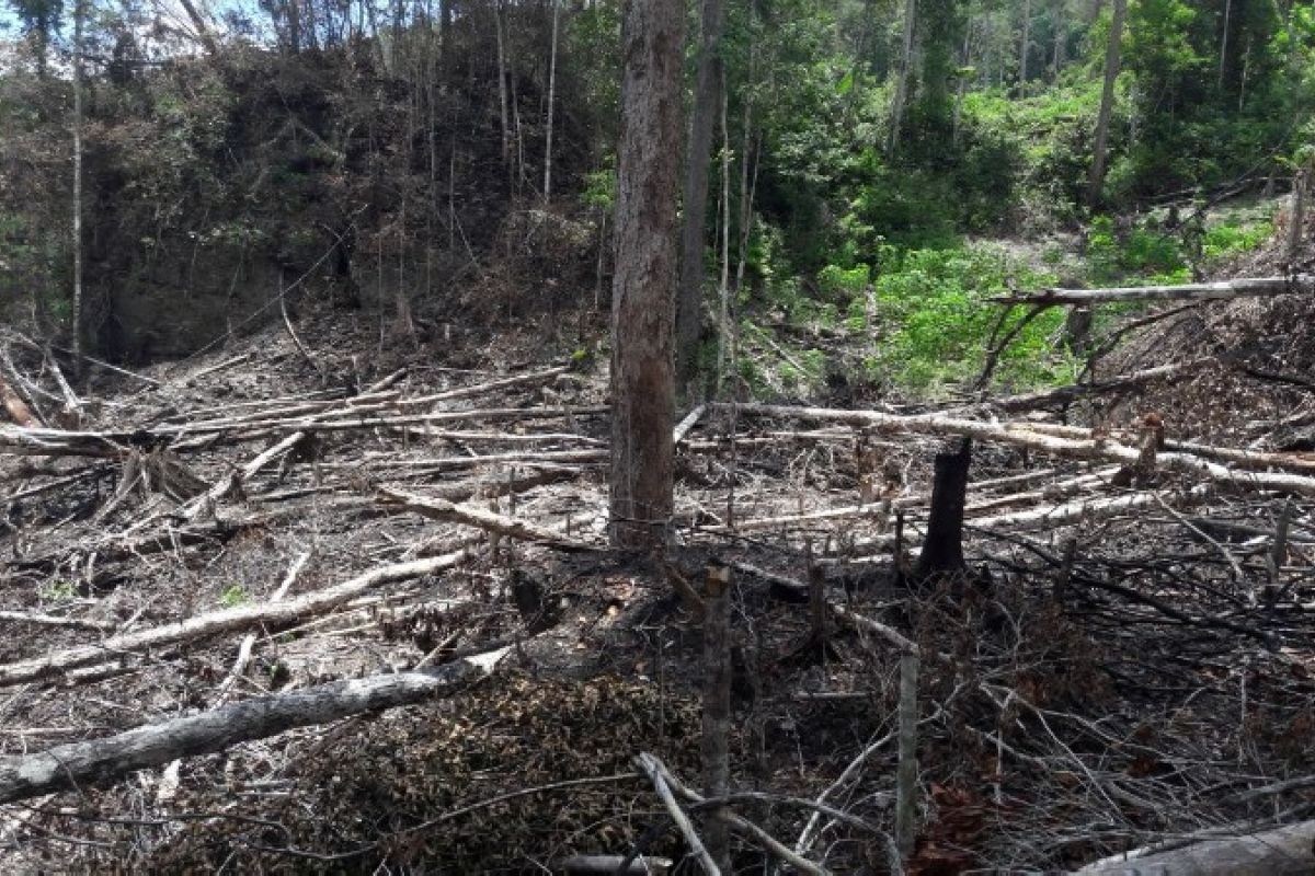 Pemkot Jayapura libatkan TNI-Polri atasi perambahan hutan