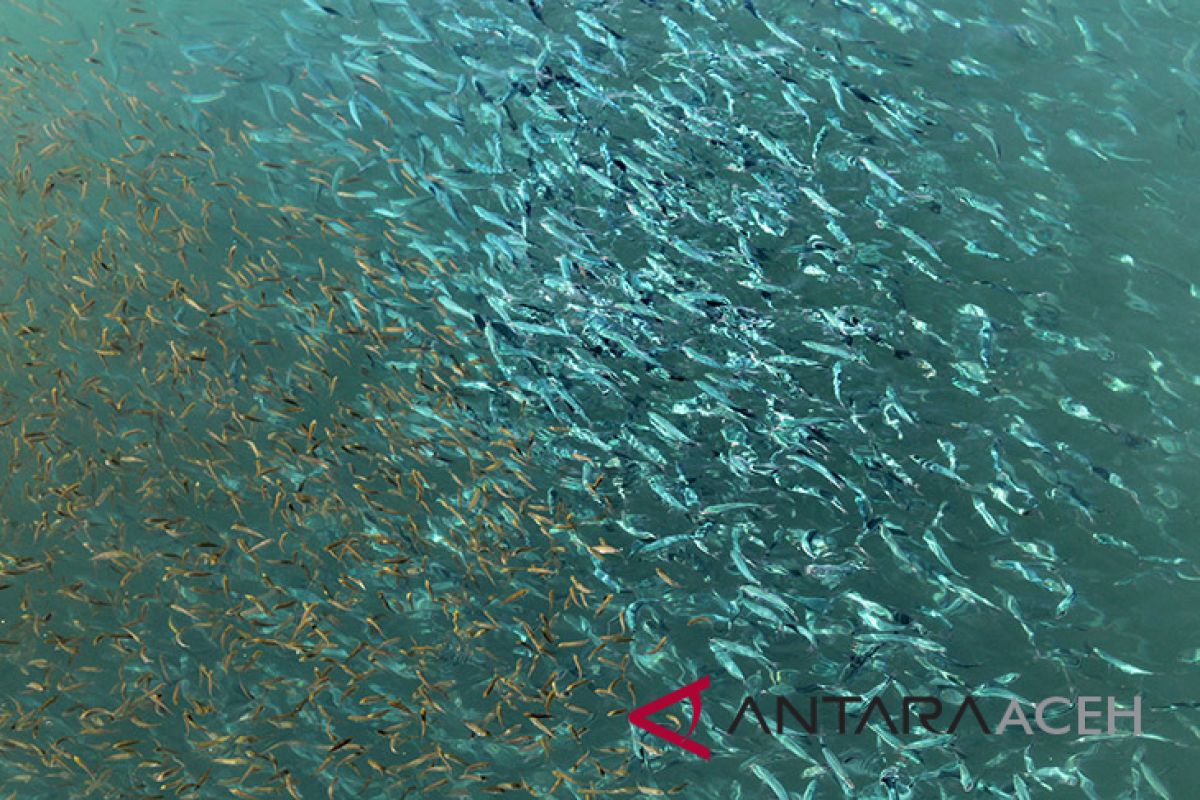 Populasi ikan Aceh meningkat