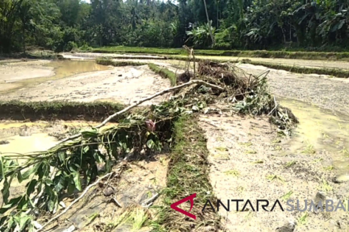 Banjir Senin sore di Padang Pariaman merusak 20 hektare sawah