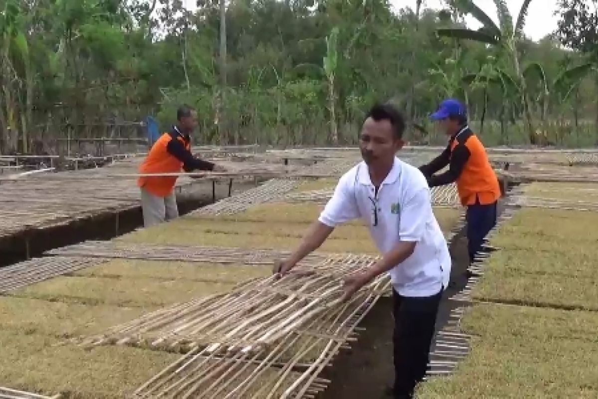 Petani Tembakau Ngawi Diuntungkan Kemarau Panjang