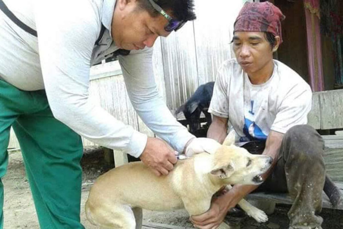 1.063 hewan peliharaan di Barito Utara diberi vaksin rabies