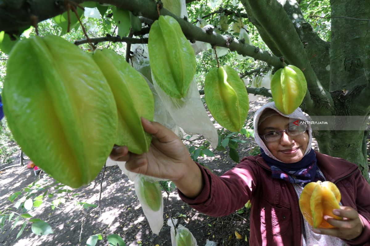 Manfaat dan khasiat  belimbing bagi kesehatan