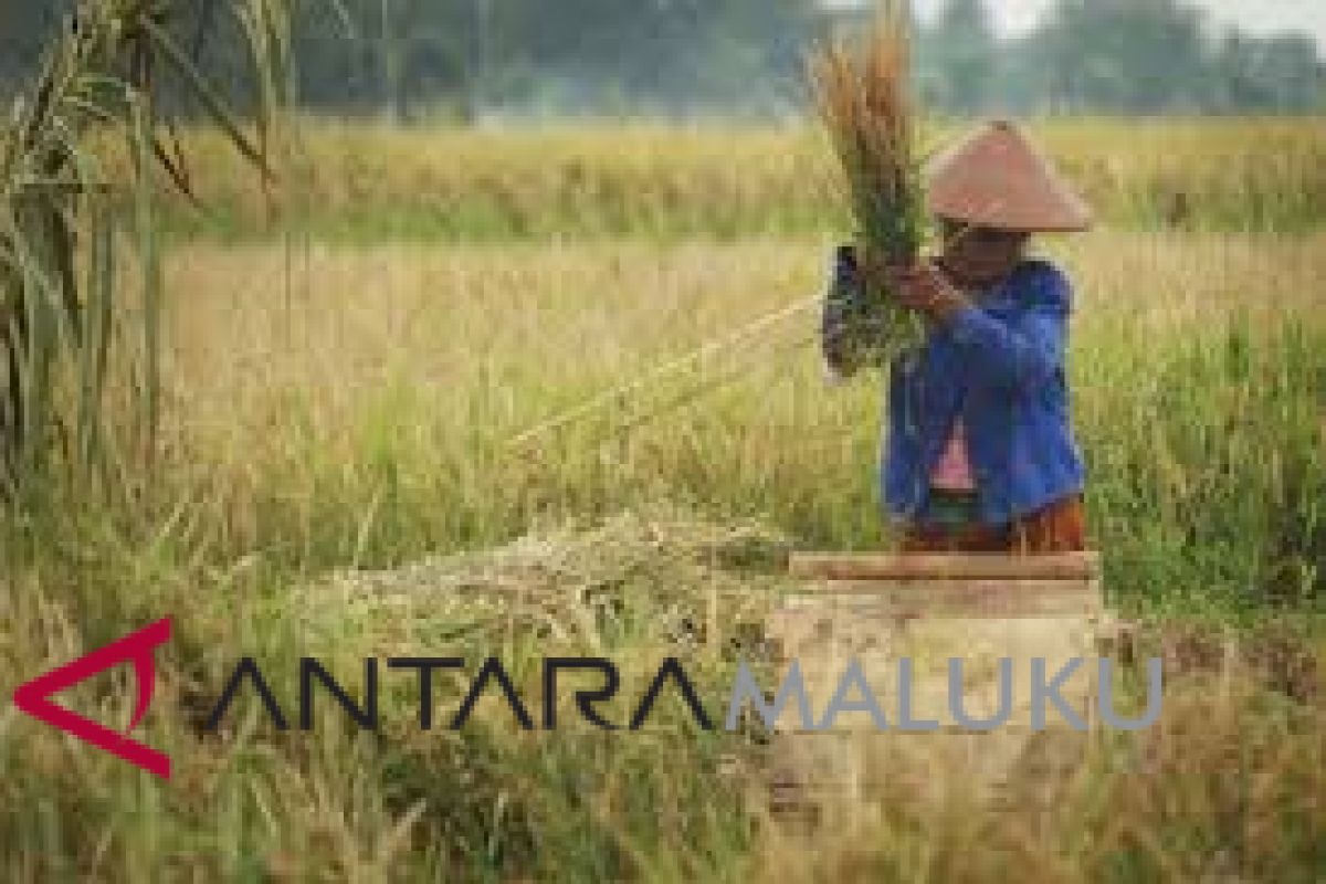 Lahan tidur Pemprov Malut disewakan ke petani