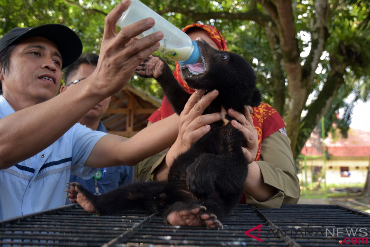 BBKSDA Riau selamatkan beruang madu terjerat