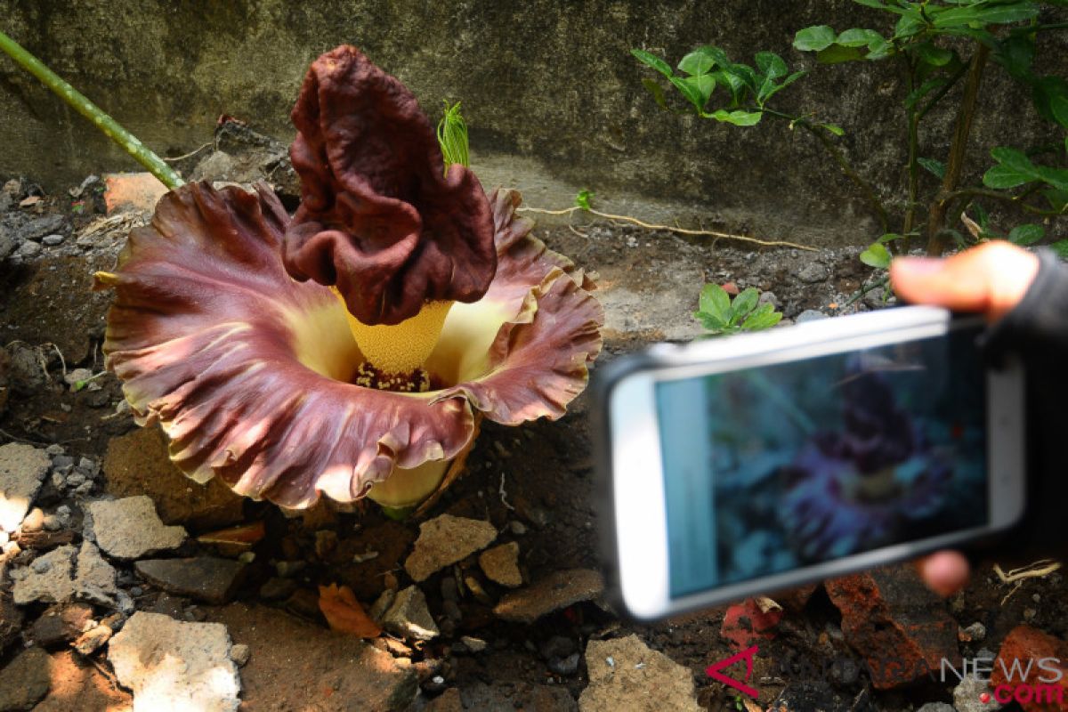 Peneliti Bengkulu budidayakan dua spesies bunga bangkai