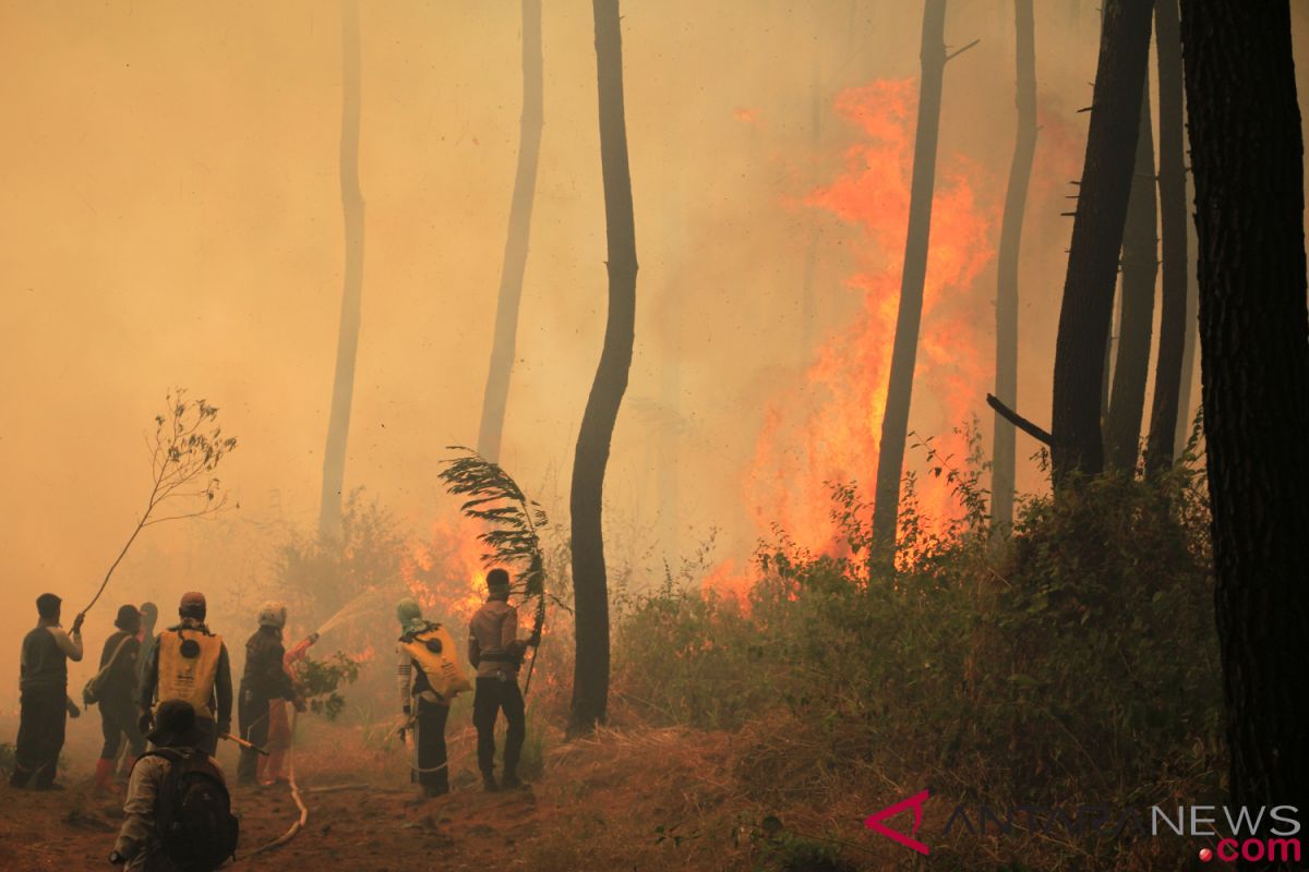 Api di Gunung Ciremai hanguskan area 495 hektare