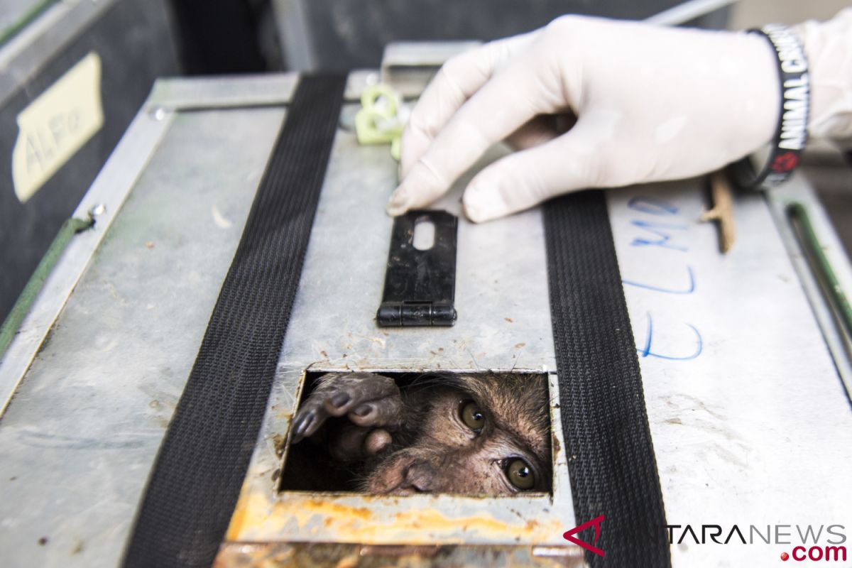 Five monkeys ill-treated by owners seized during crackdown