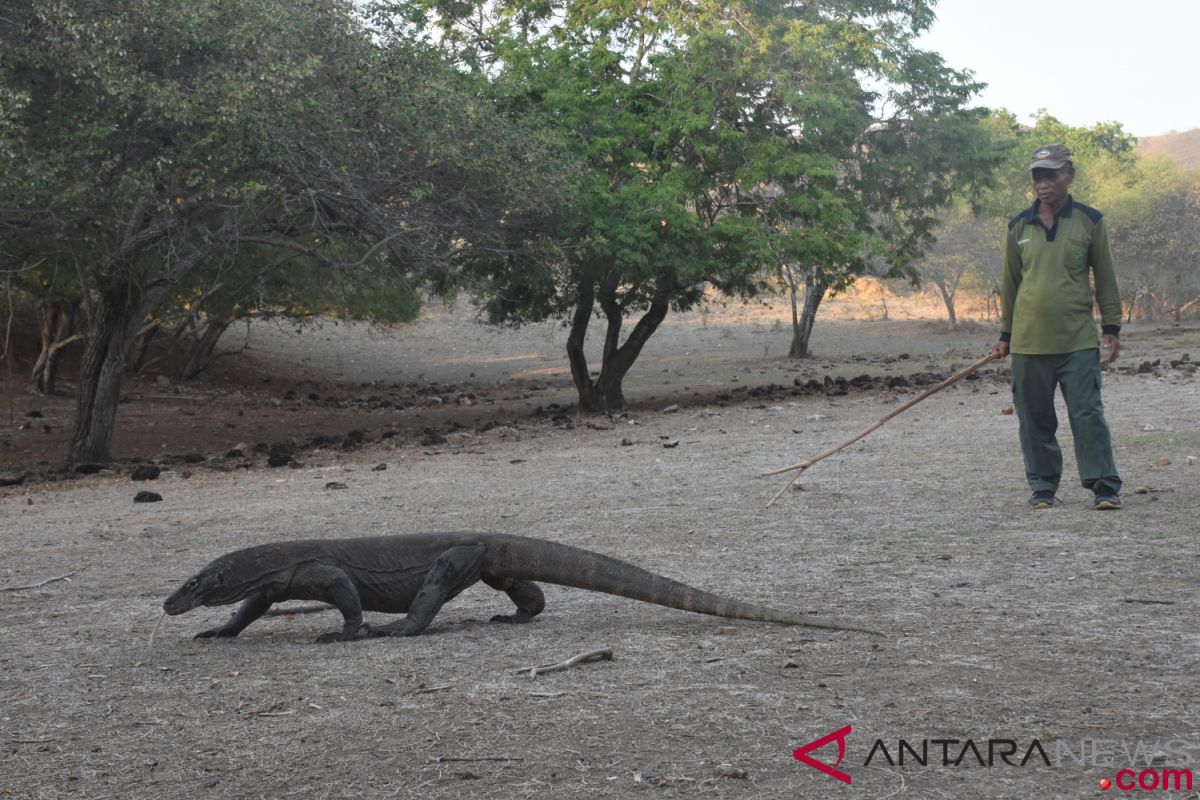 Viral foto seekor Komodo 