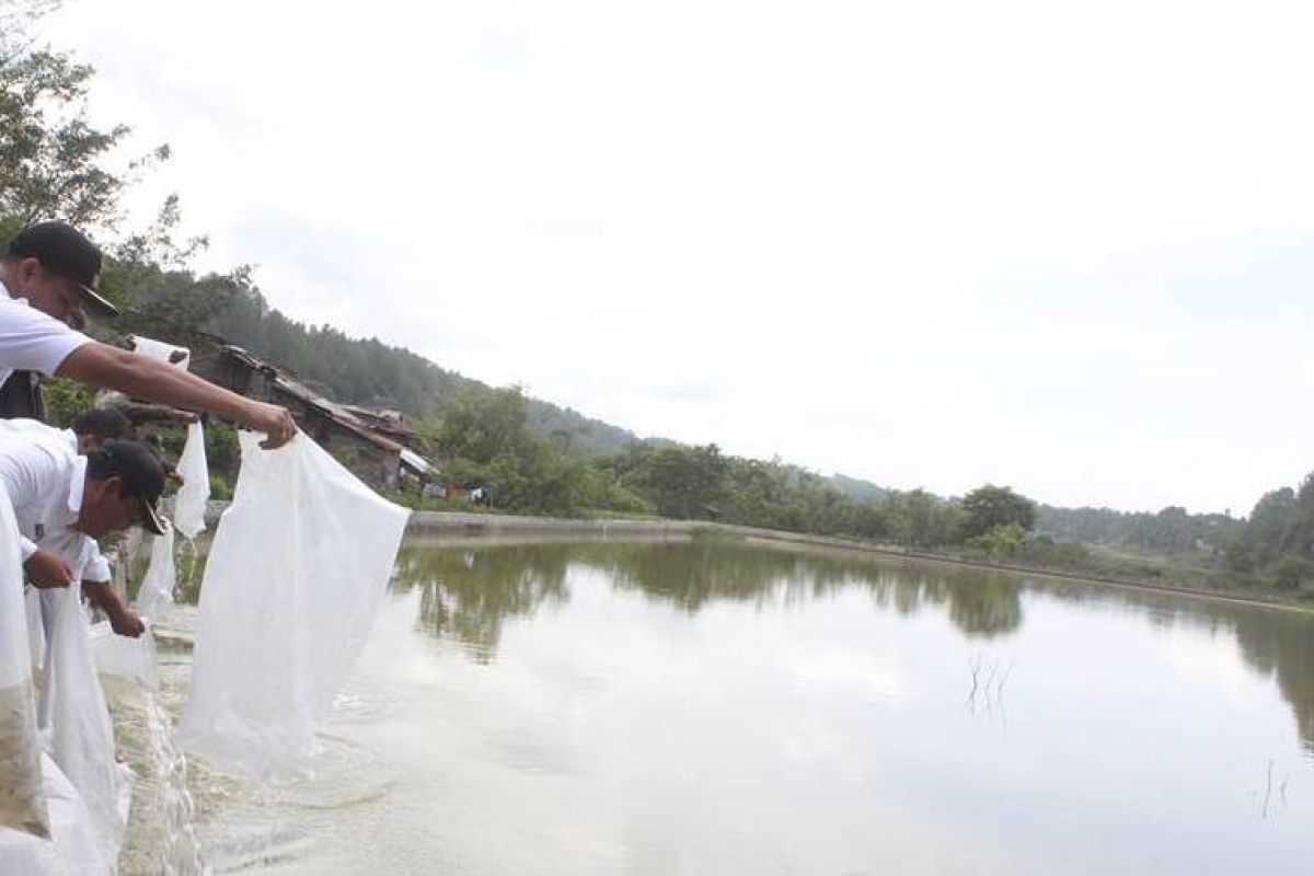 Bupati Samosir tabur ikan di Pea Silengge