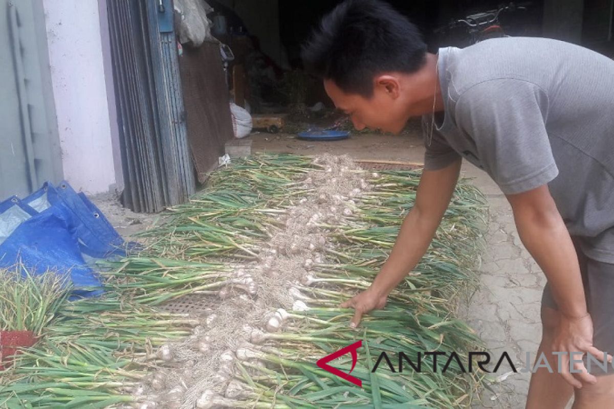 Petani Temanggung mulai siapkan lahan bawang putih