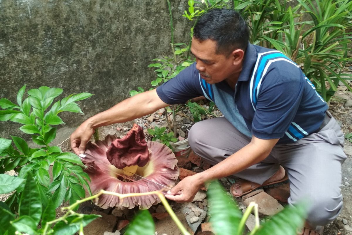 Bunga bangkai setinggi 40 cm tumbuh di pekarangan warga Kudus (VIDEO)