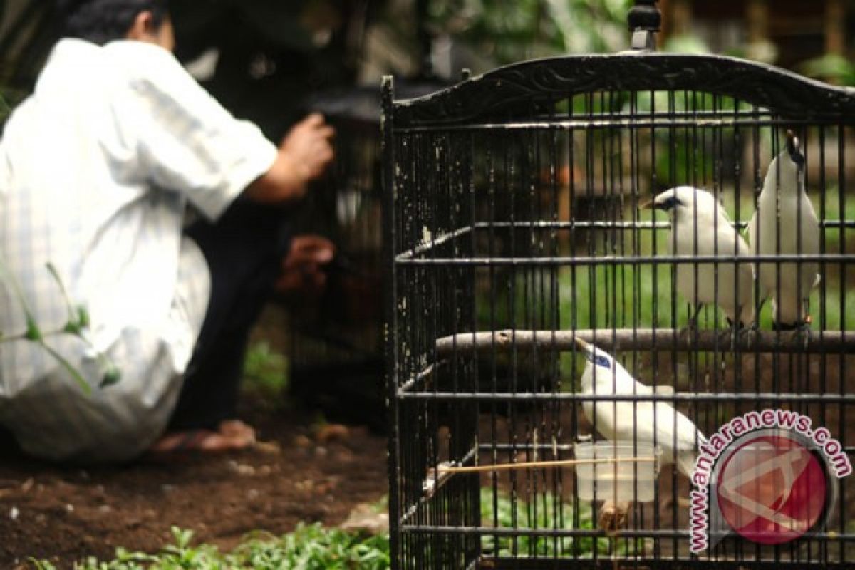 Polisi Tangkap pencuri burung di Karawang