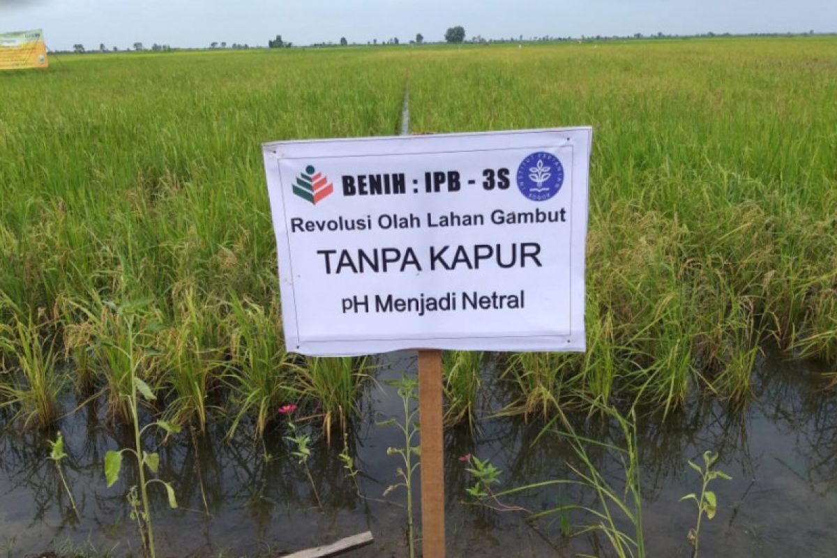 Produsen pupuk siapkan teknologi peningkatan produksi padi di lahan rawa