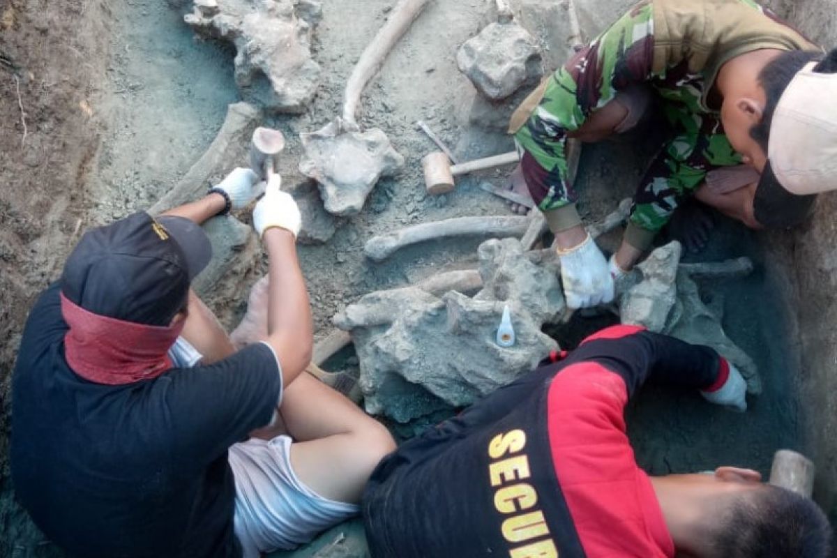 Fosil gajah purba dititipkan di Museum Patiayam Kudus