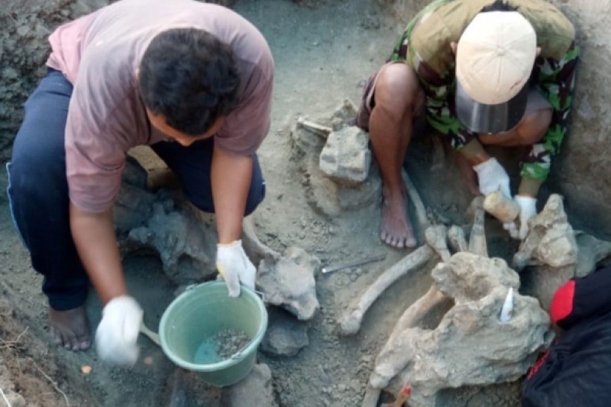 Fosil gajah dari Pati dititipkan di Patiayam