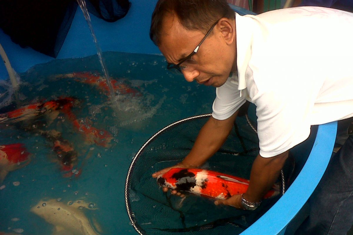 Pembudidaya ikan Sukabumi kembangkan koi berkualitas kontes