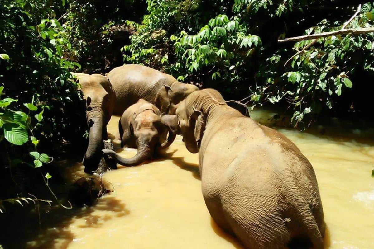 Dukungan internasional mengalir untuk Gajah Sumatra