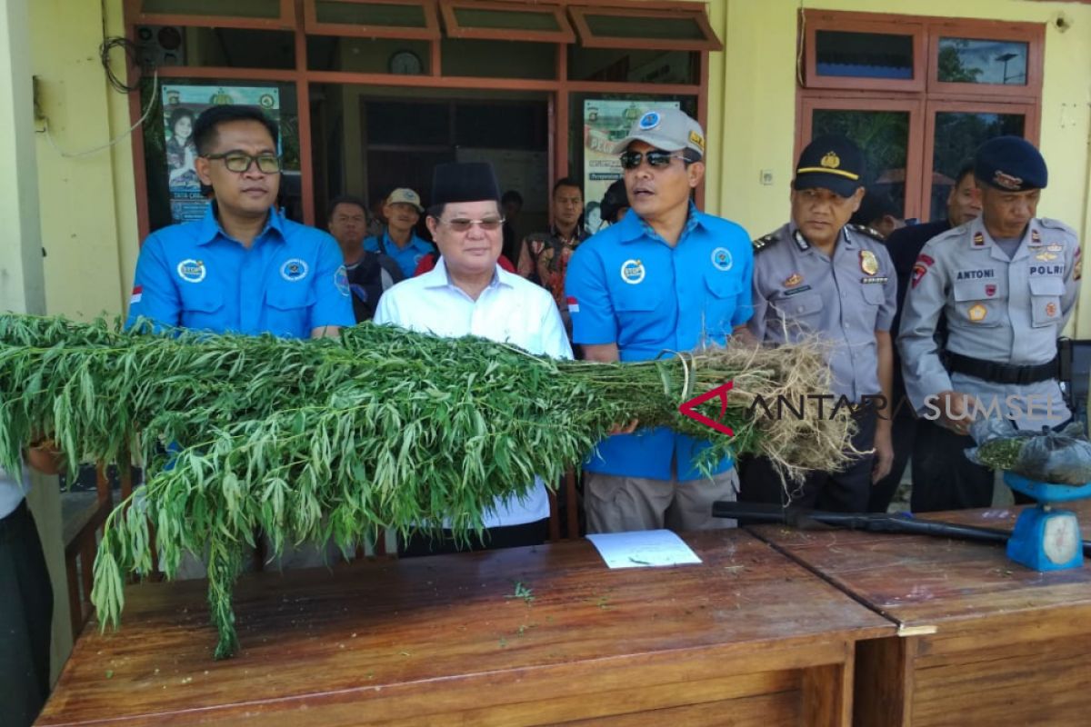 Warga curigai masih ada ladang ganja di Muratara