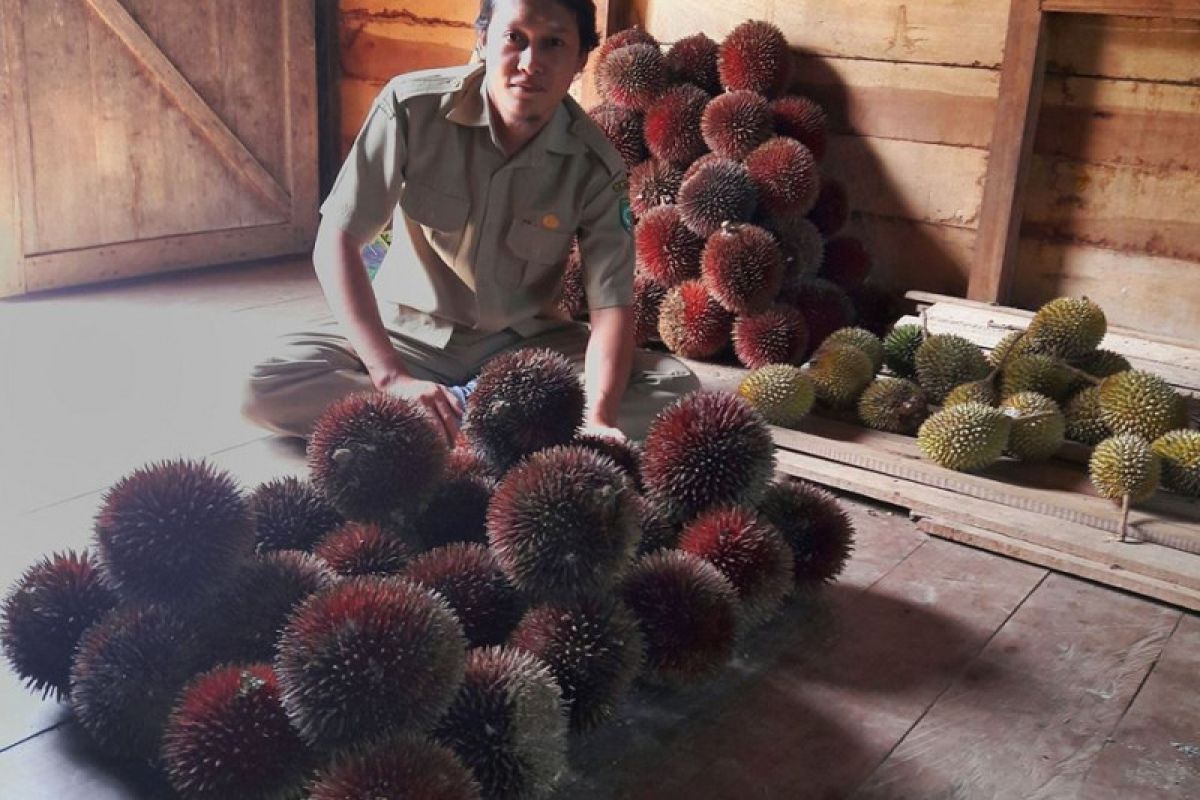 Hanif Wicaksono selamatkan buah Kalimantan dari pepunahan