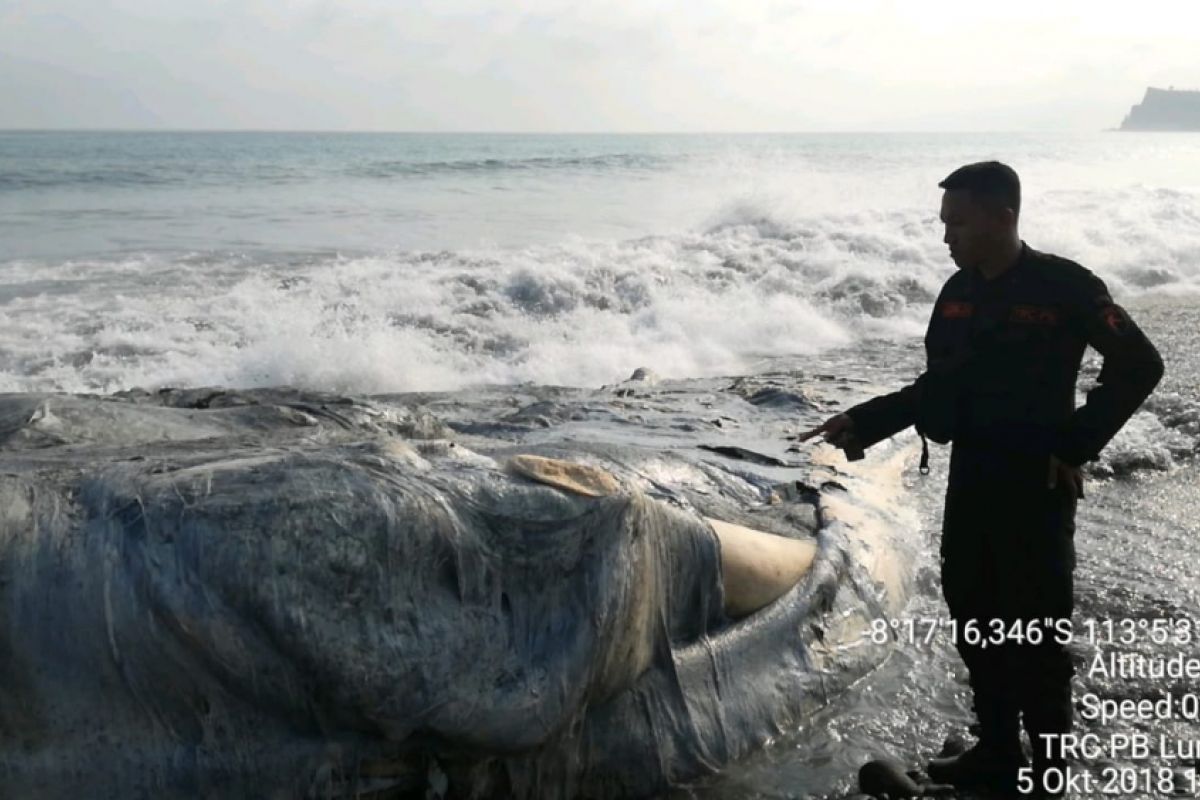 Bangkai Ikan Paus Terdampar di Pantai Pasirian Lumajang