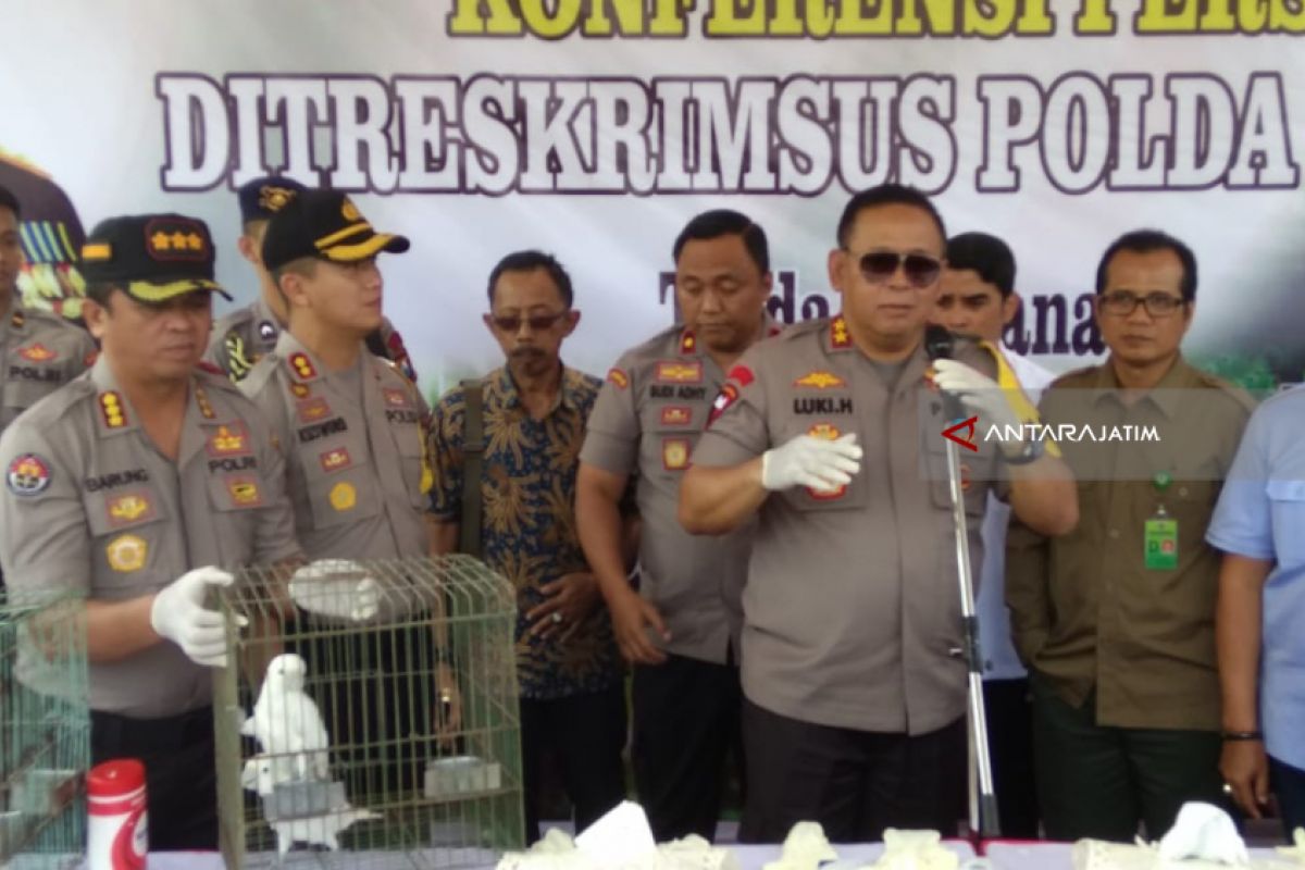 Polda Jatim Sita Ratusan Burung Langka dari Penangkaran di Jember (Video)