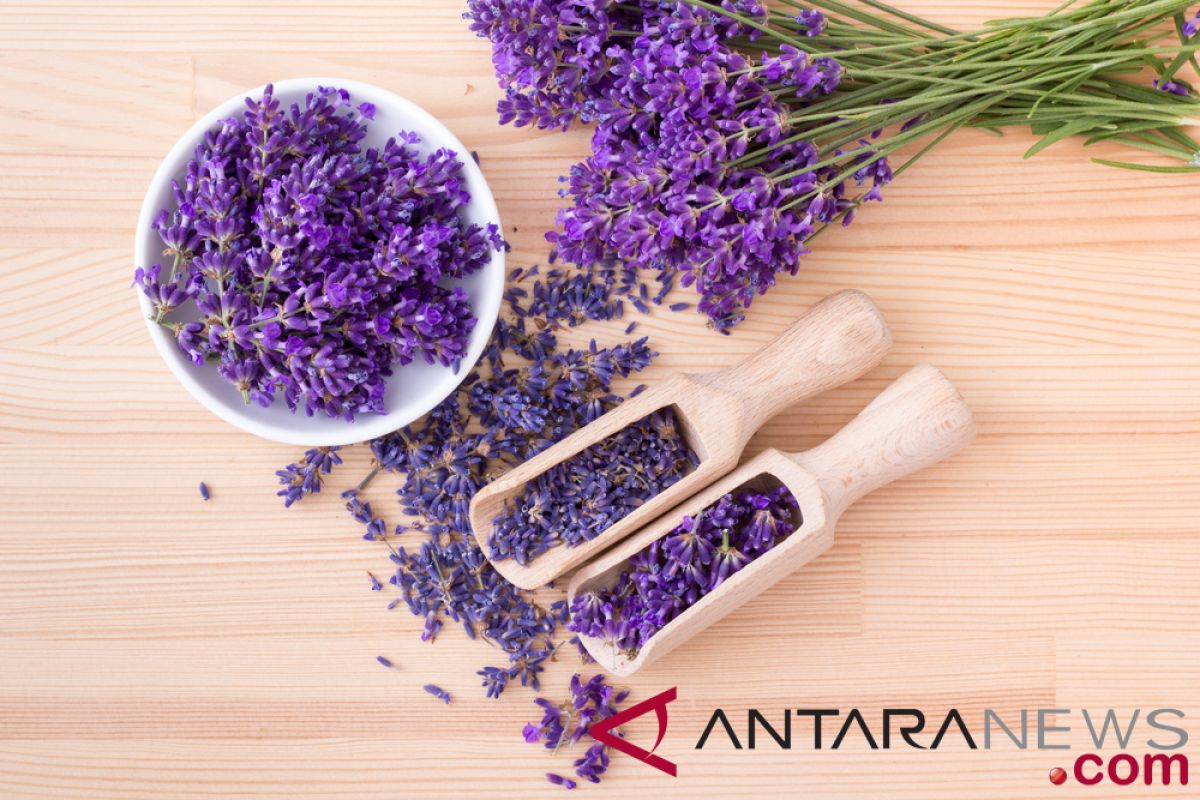 Peneliti konfirmasi aroma lavender bisa atasi kecemasan