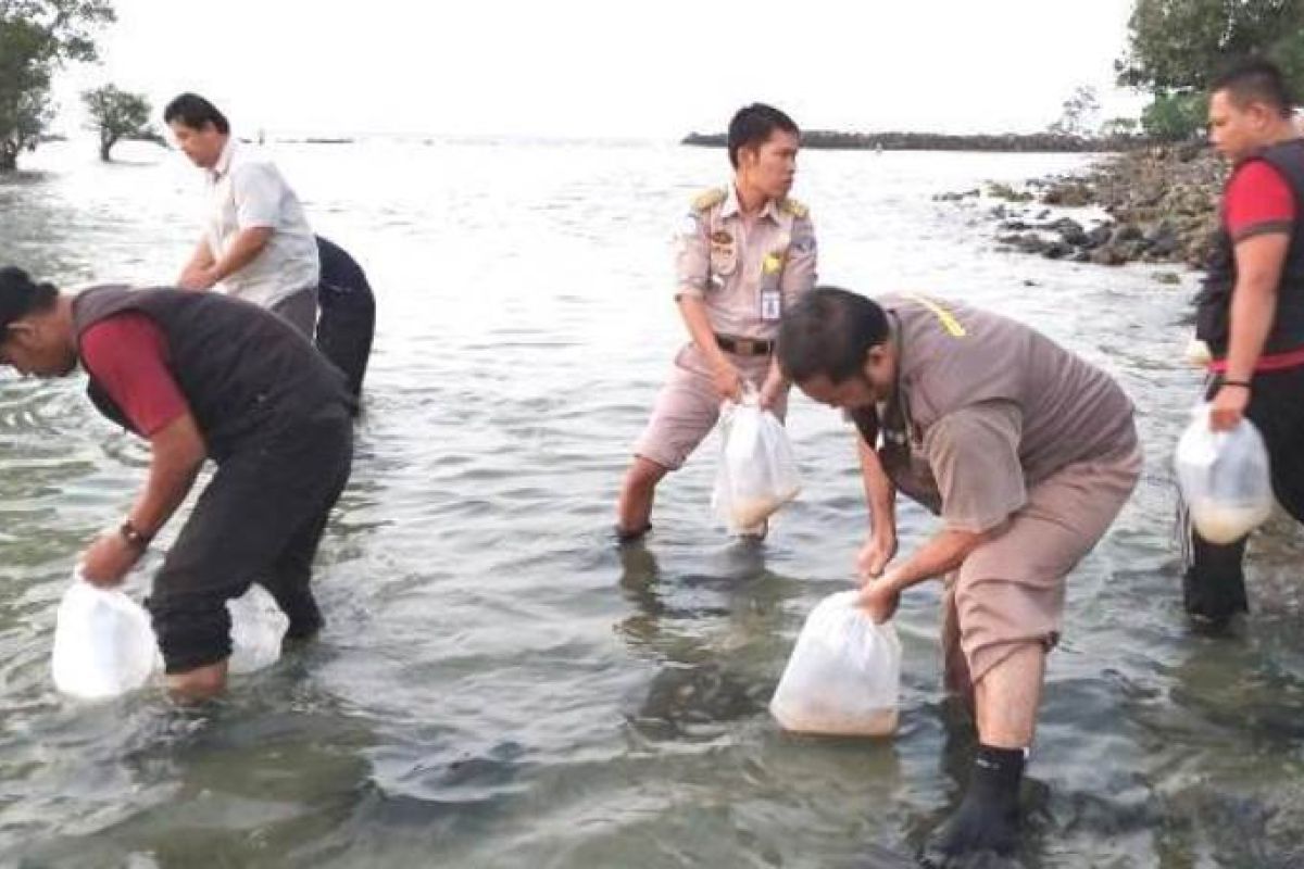 BKIPM Jambi lepas liarkan 61.200 benih lobster