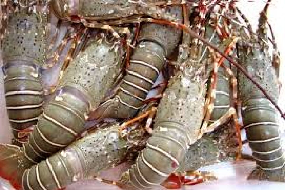 Dinas Perikanan Lebak Ajak Nelayan Lestarikan Udang Lobster