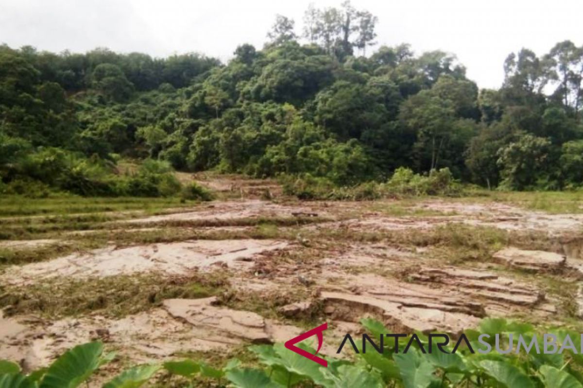 Satu hektare sawah milik warga Ampeknagari tertimbun longsor, rusak parah