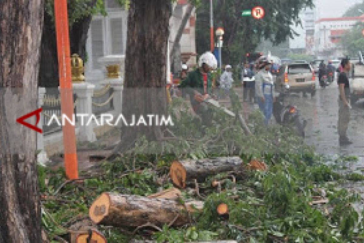 DKRTH Surabaya Optimalkan Perantingan Pohon Jelang Musim Hujan