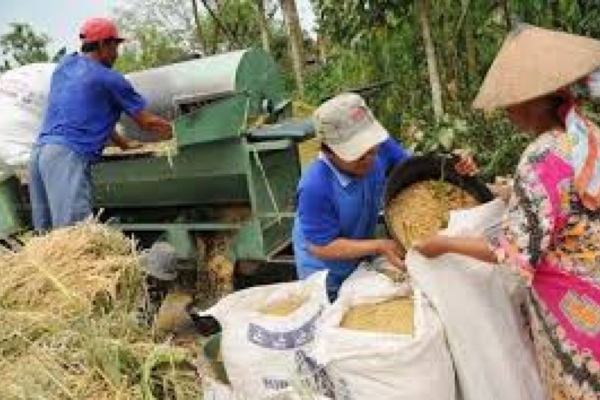 Kebijakan Presiden Joko Widodo sektor Pertanian Dirasakan Petani Kabupaten Lebak,