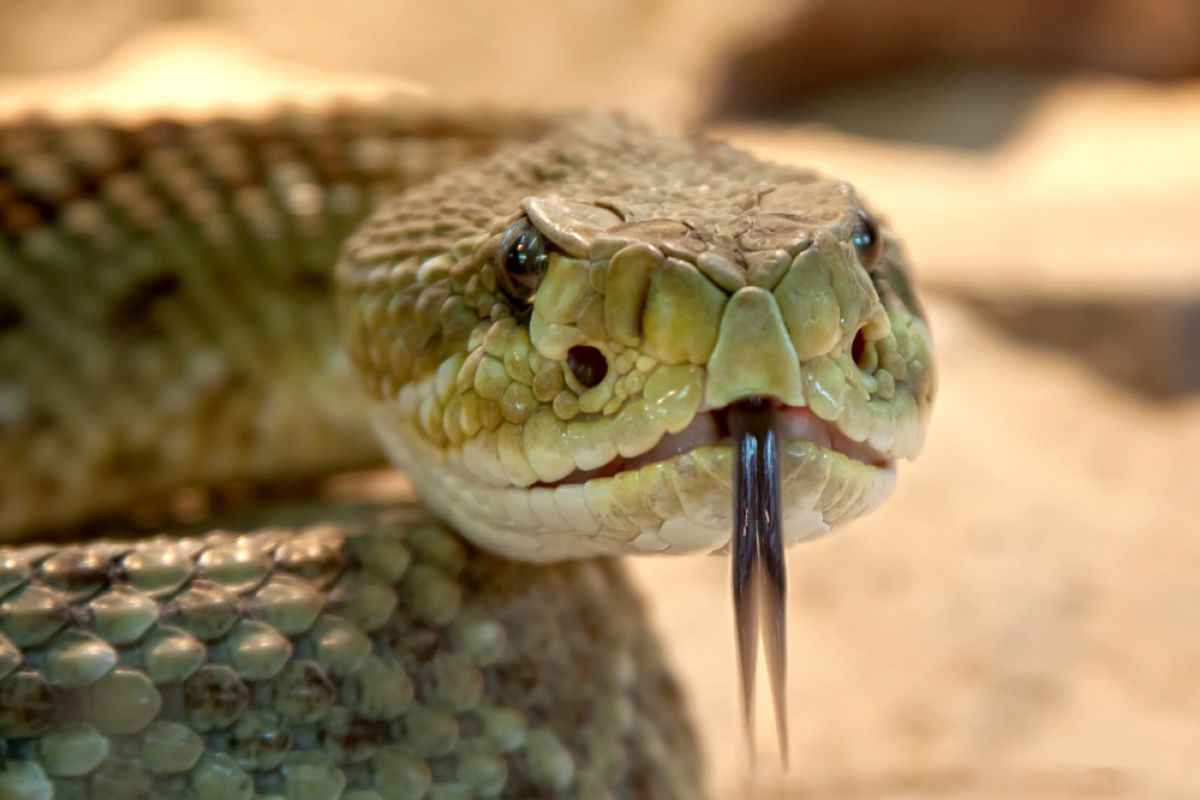 Ahli racun ASEAN kumpul di Yogyakarta bahas penanganan gigitan ular