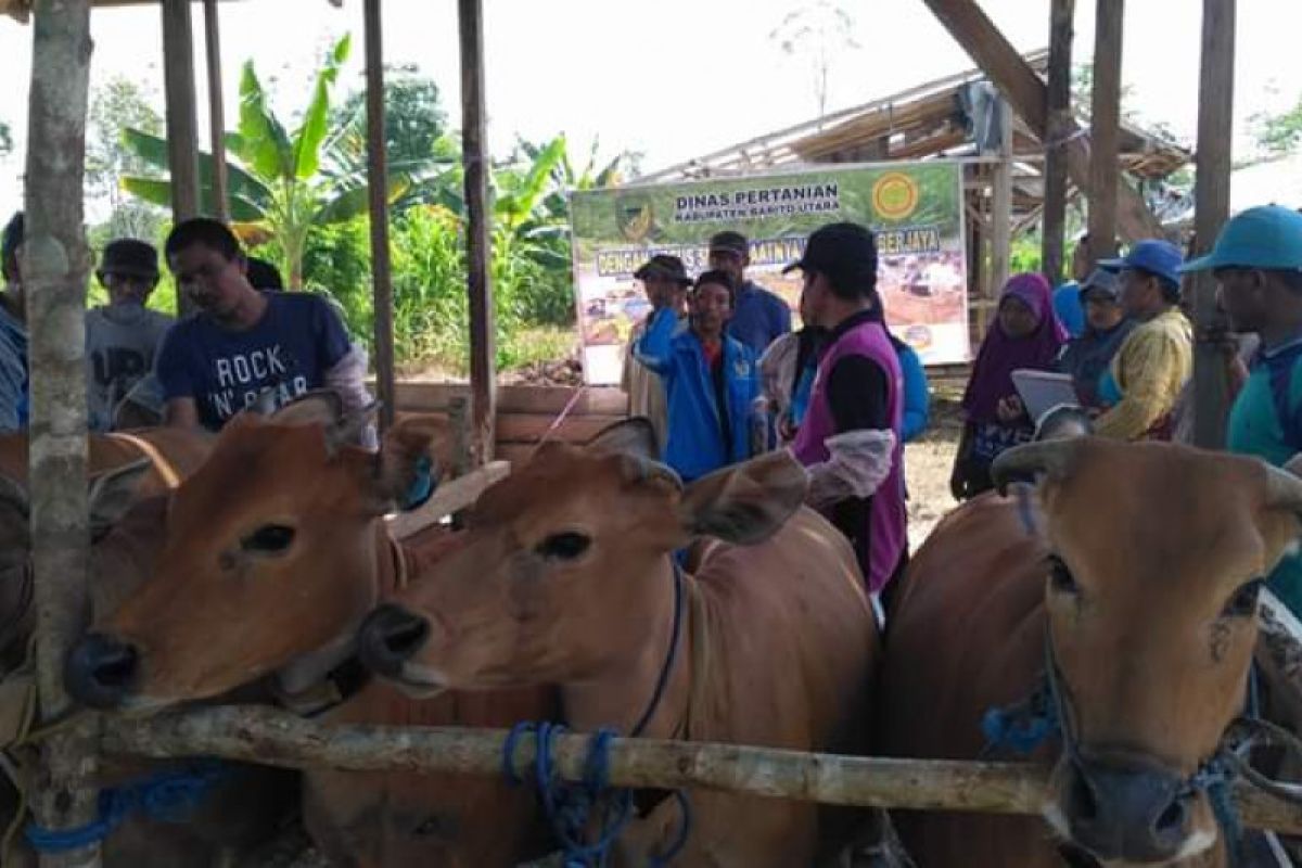 Sip, populasi sapi di daerah ini meningkat