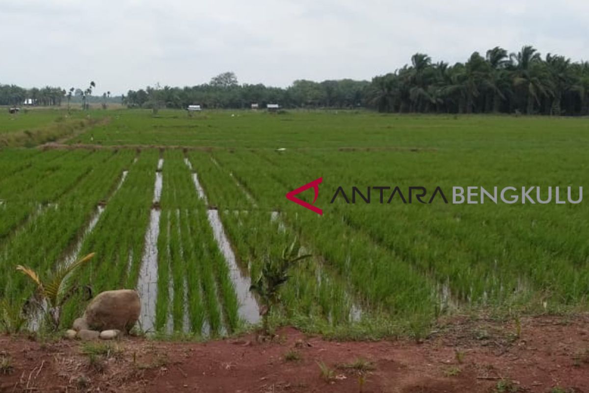 Distan Mukomuko berikan fungsida kepada kelompok tani