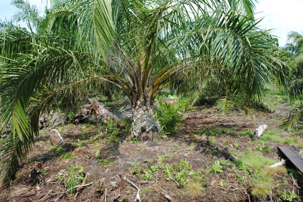 Pemkab Mukomuko telusuri dugaan peremajaan sawit di lahan kosong