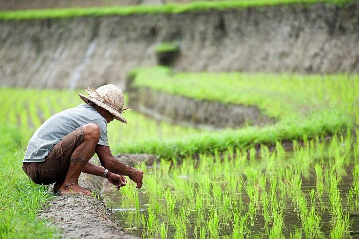 Petani Lebak Panen Padi Seluas 9.347 Hektare