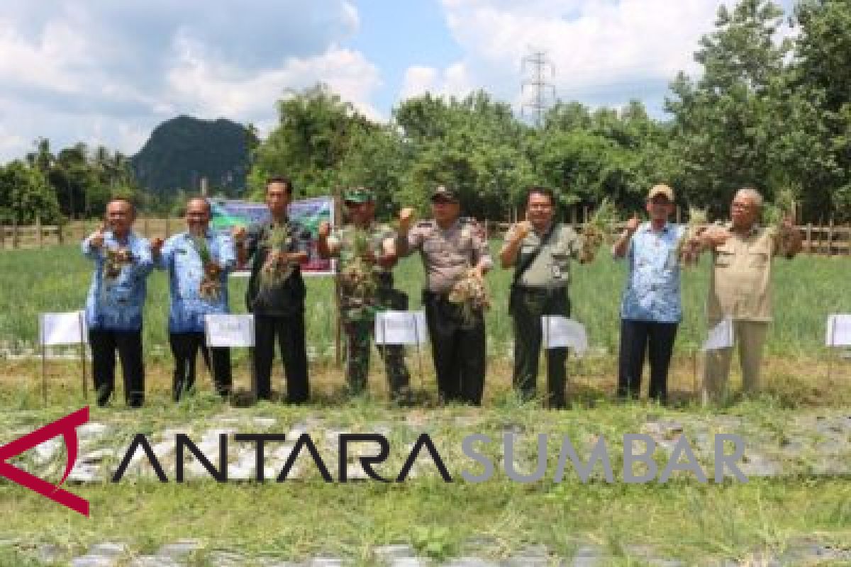 Petani - tenaga BPP gelar temu lapangan demplot bawang merah