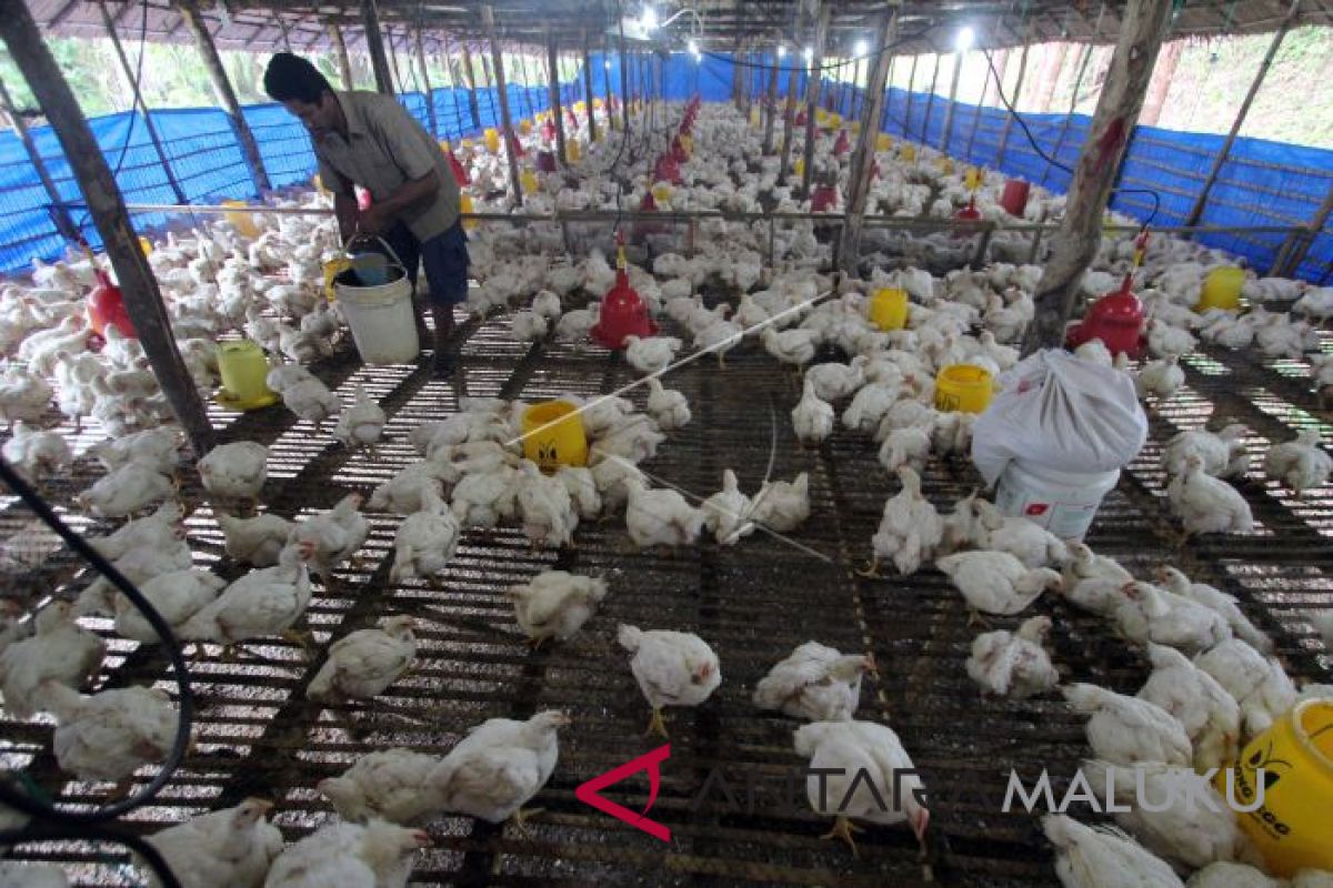 Peternak ayam di Malut harapkan industri pakan