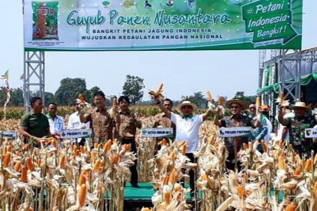 HKTI sebut sistem tanam rapat tingkatkan produktivitas jagung