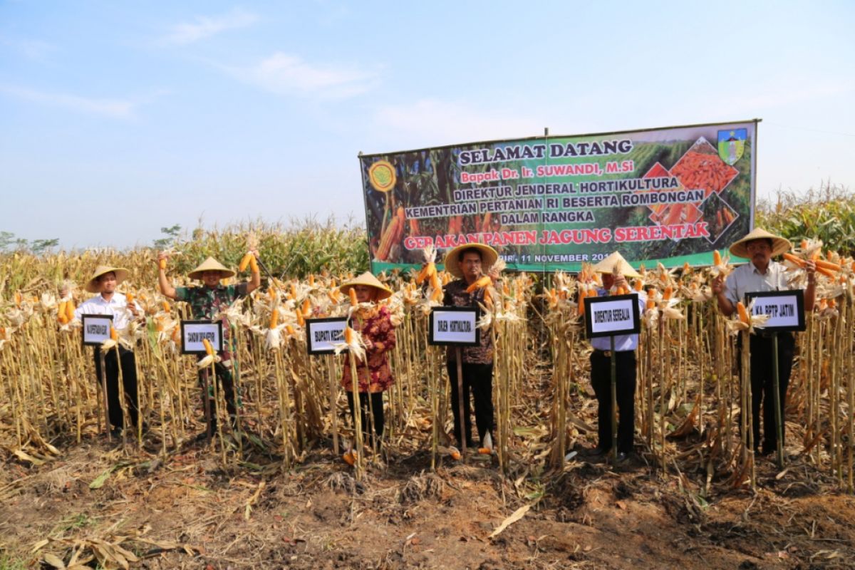 Bupati Kediri Perintahkan BUMD Tampung Produksi Jagung Petani