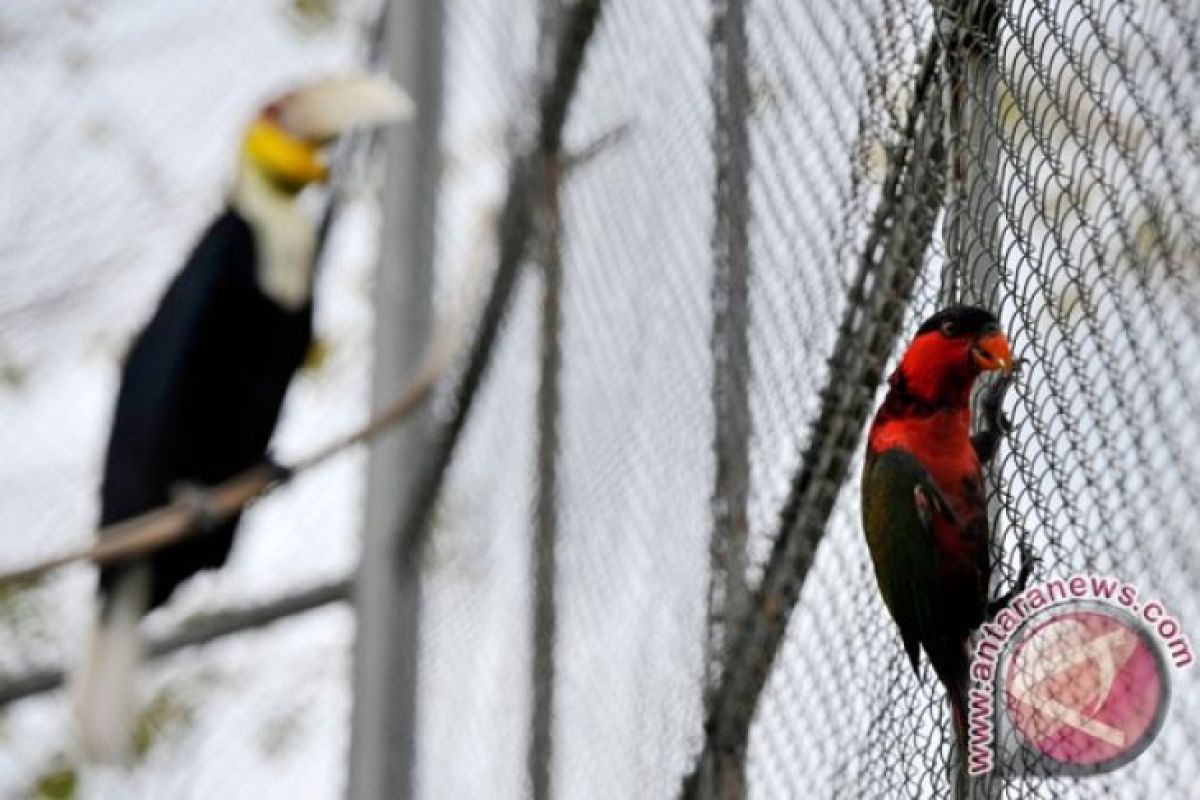 Gubernur Dukung Perlindungan Burung Di Gorontalo